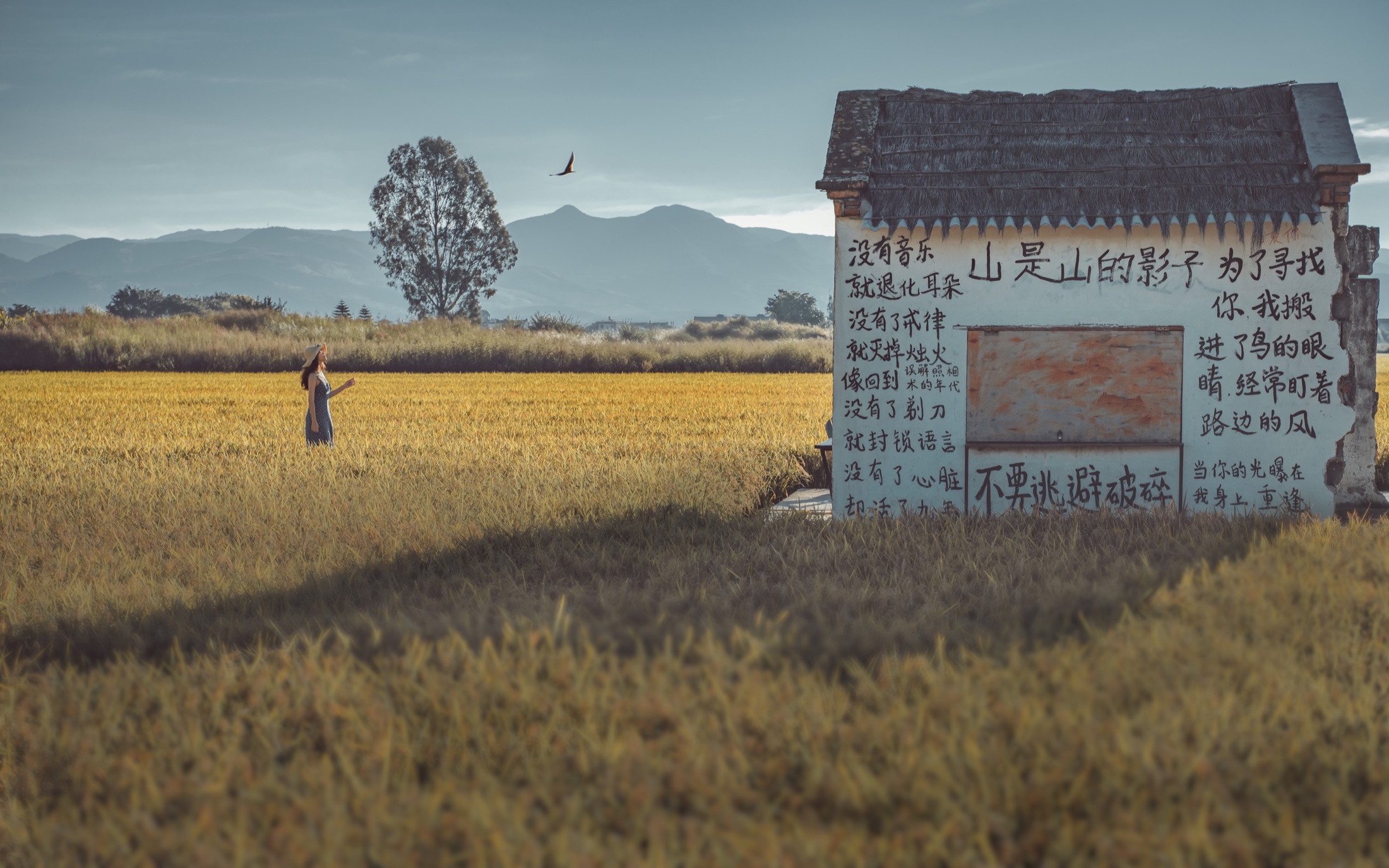 Golden fields and village life beneath Cangshan near Dali
