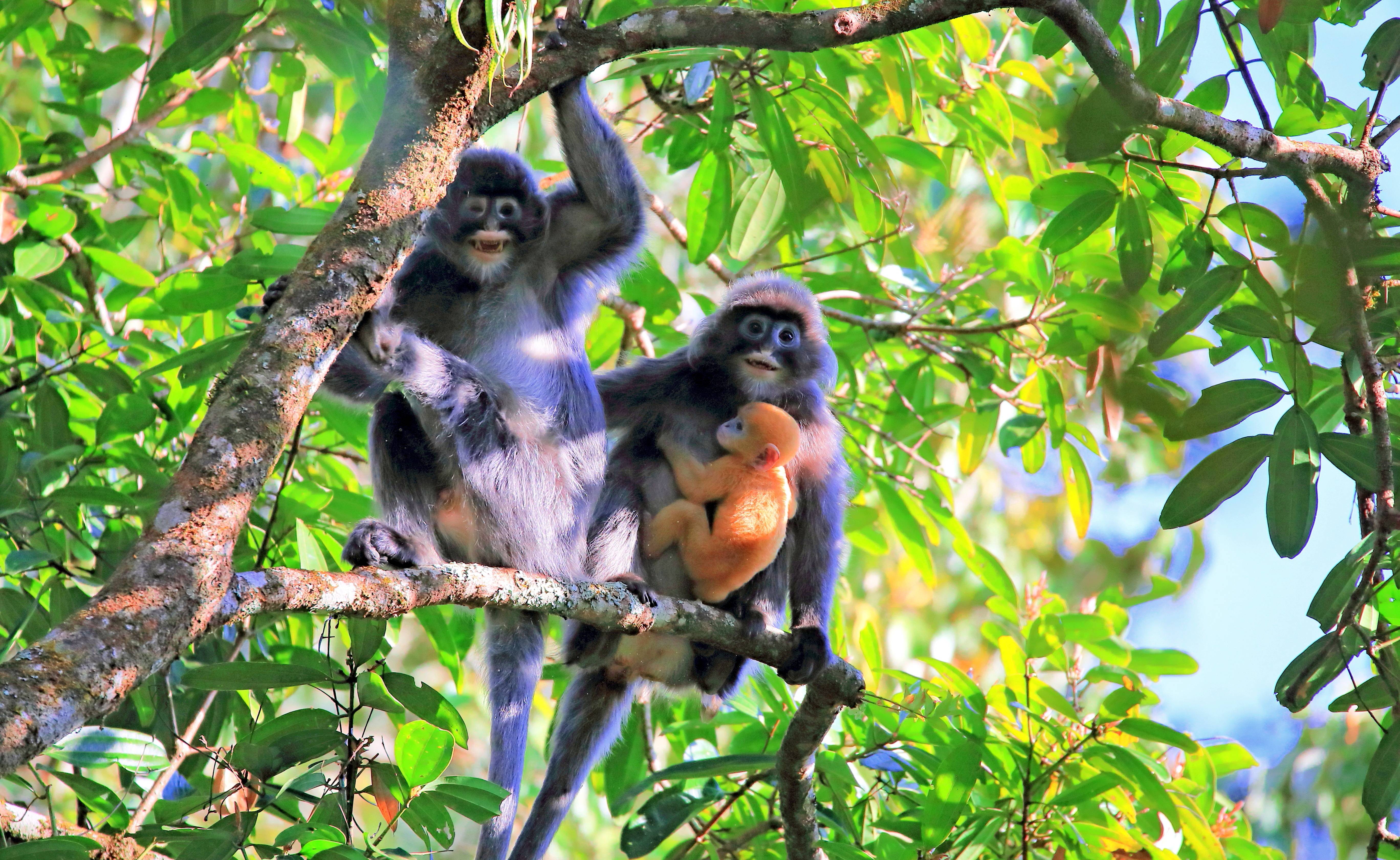 A family of Phayre's leaf monkeys in the forest near Mangshi