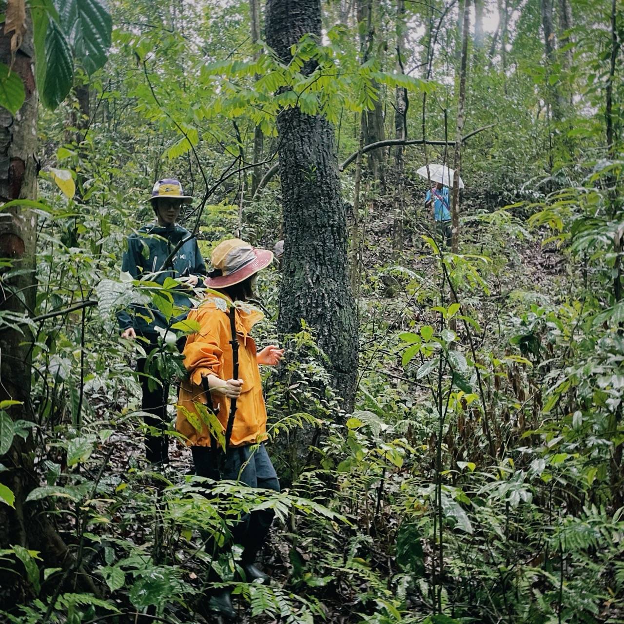 A muddy rainy season forest path used for mushroom observation