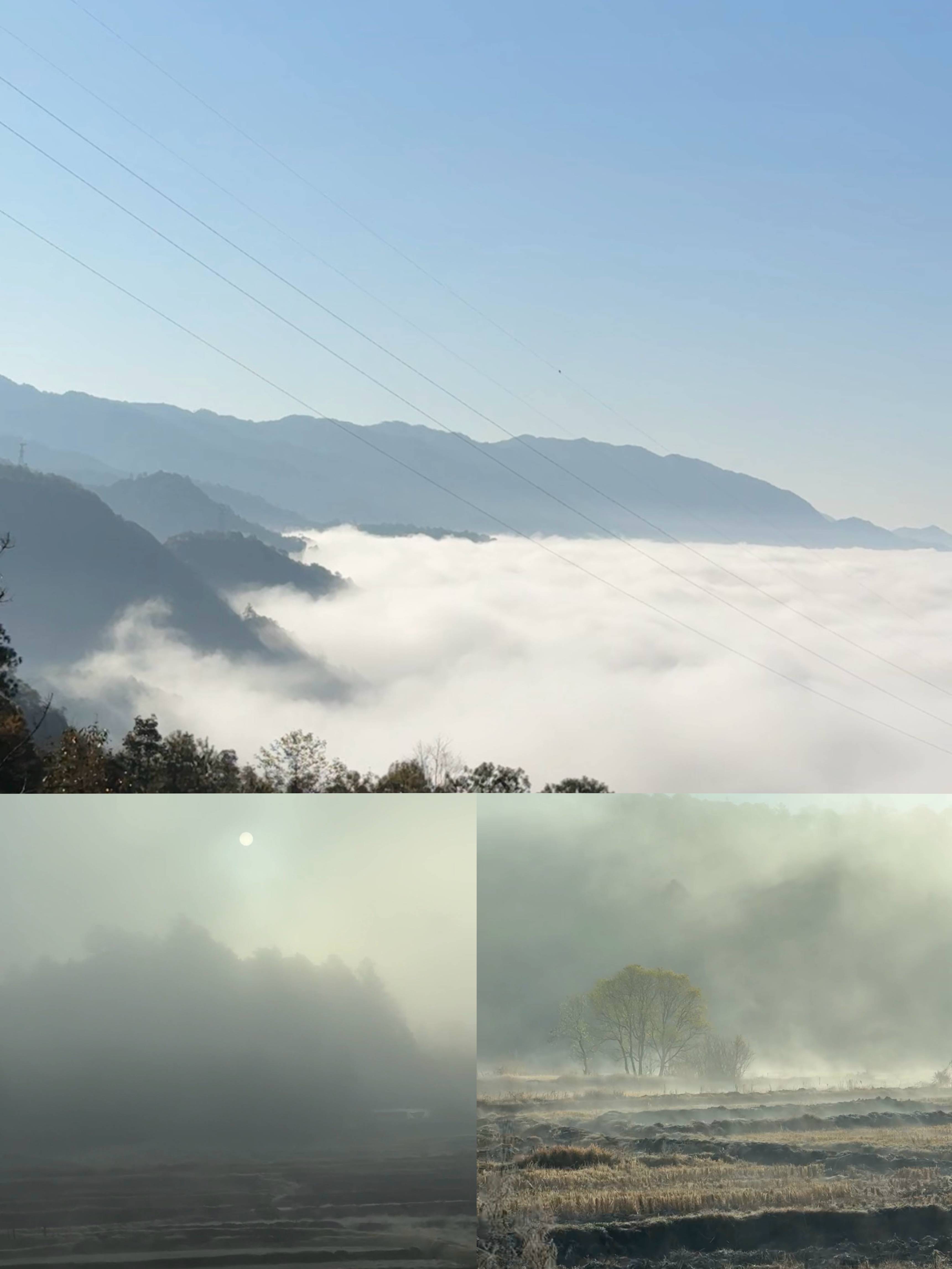 A misty moss-covered forest in Tengchong